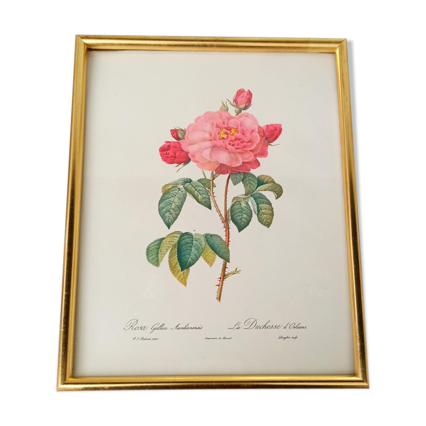 Botanical board Pj Redoute