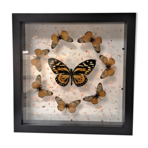 papillons encadrés
