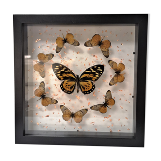 Framed butterflies
