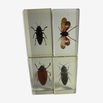Inclusions insectes cabinet de curiosité
