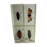 Inclusions insectes cabinet de curiosité