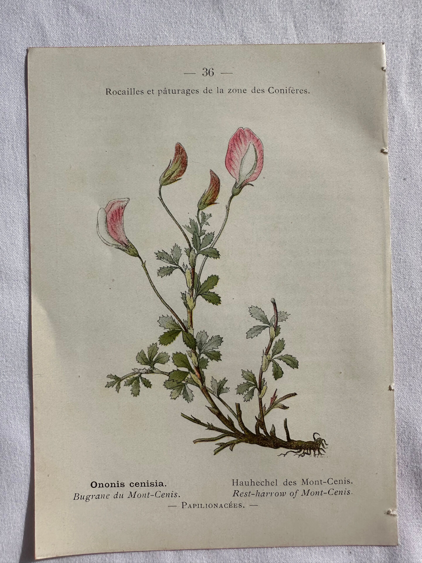 Naturalist Plate – 19th Century Botanical Engraving, Double-Sided