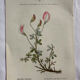Naturalist Plate – 19th Century Botanical Engraving, Double-Sided
