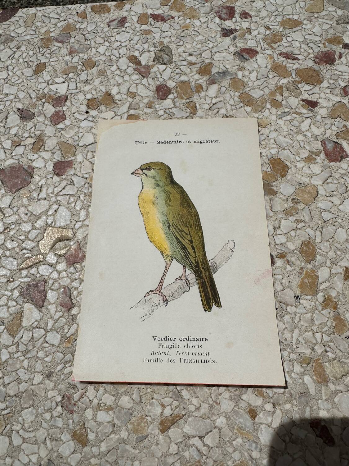 Planche botanique gravure naturaliste oiseaux ancien 1903
