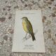 Planche botanique gravure naturaliste oiseaux ancien 1903
