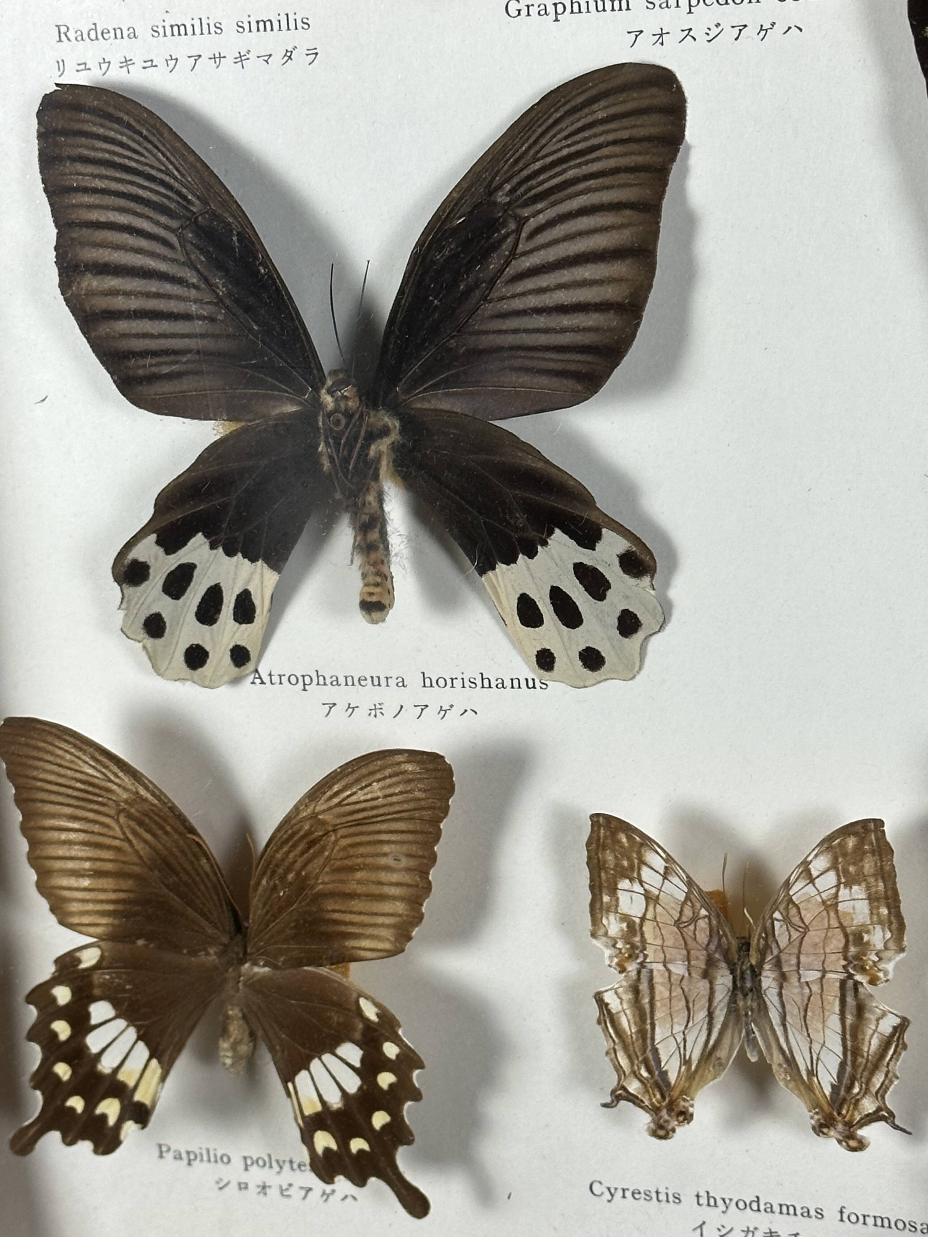 Old entomological frame butterflies 13 species