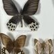 Old entomological frame butterflies 13 species