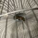 50s bird cage