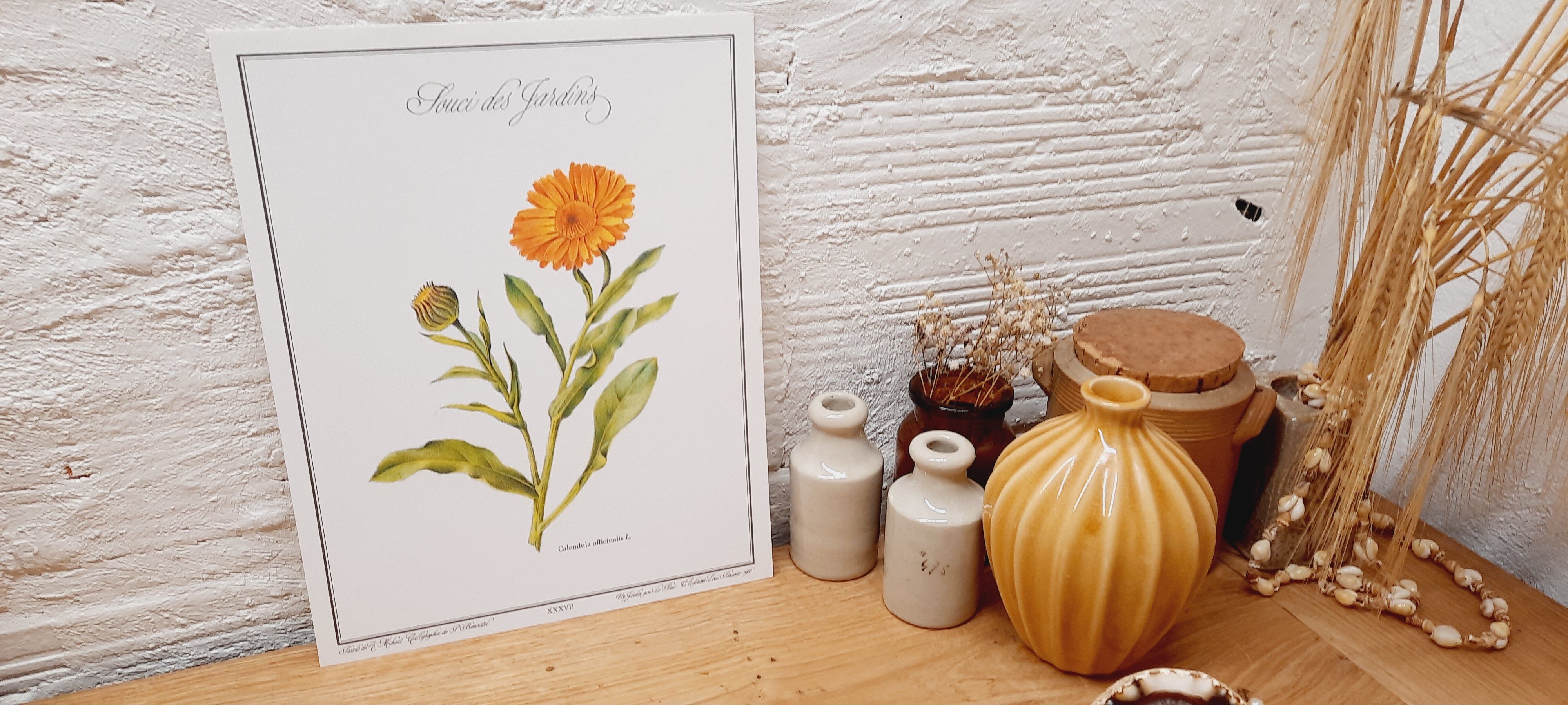 Botanical plate Souci des jardins