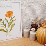 Botanical plate Souci des jardins