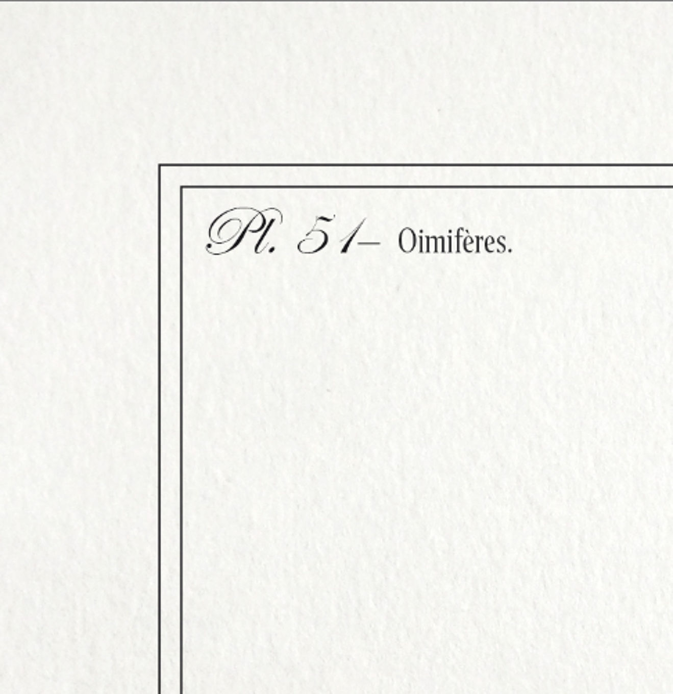 Chimera lithography animal engraving - the ouistigeon