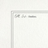 Chimera lithography animal engraving - the ouistigeon