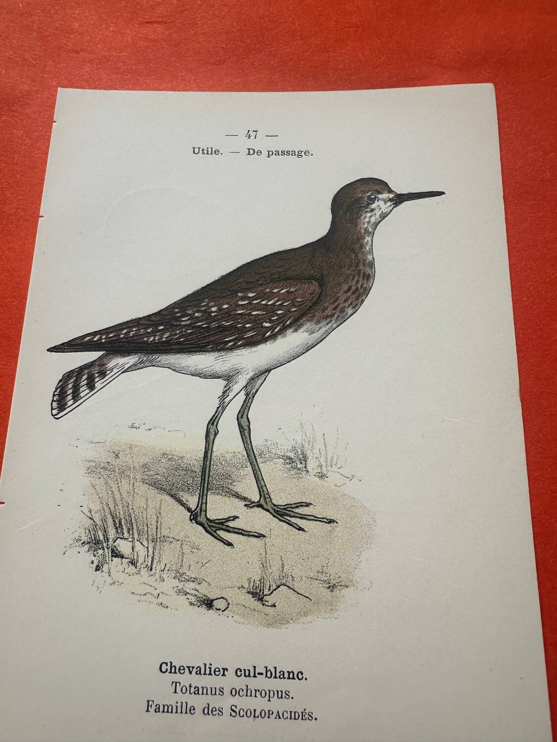 Botanical engraving birds double sided naturalist board