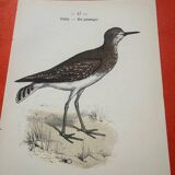 Botanical engraving birds double sided naturalist board
