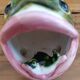 Poisson en barbotine