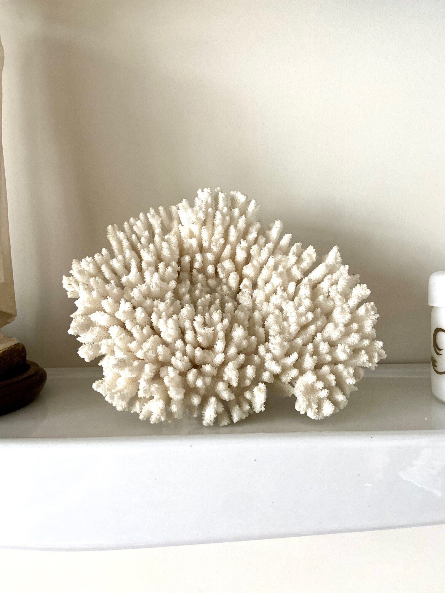 Coral, white acropora