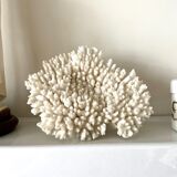 Coral, white acropora