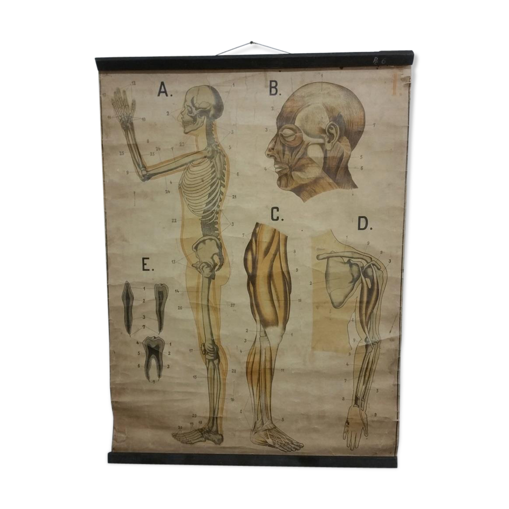 Anatomical chart Selency