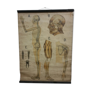 Tableau anatomique