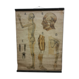 Anatomical chart