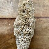 Coral fossil