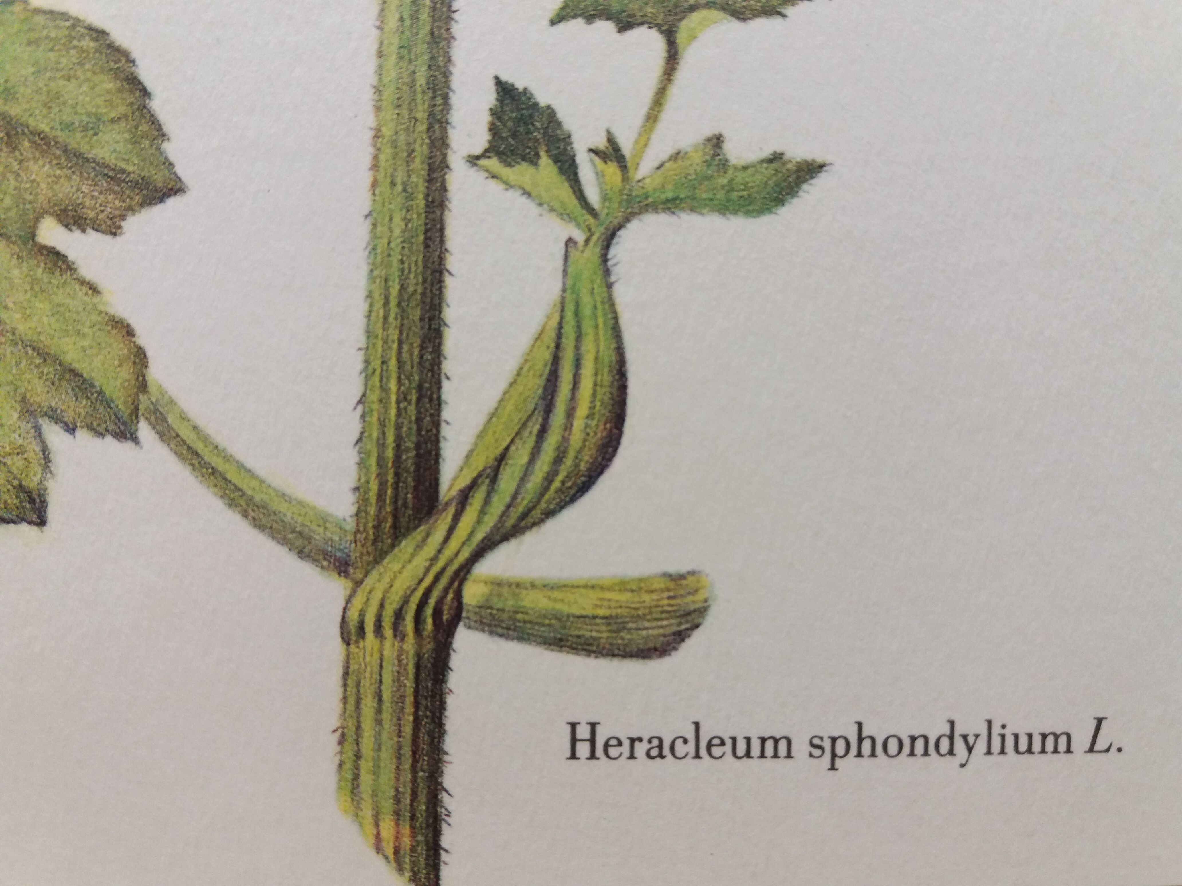 Great Berce botanical plank