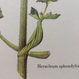 Great Berce botanical plank