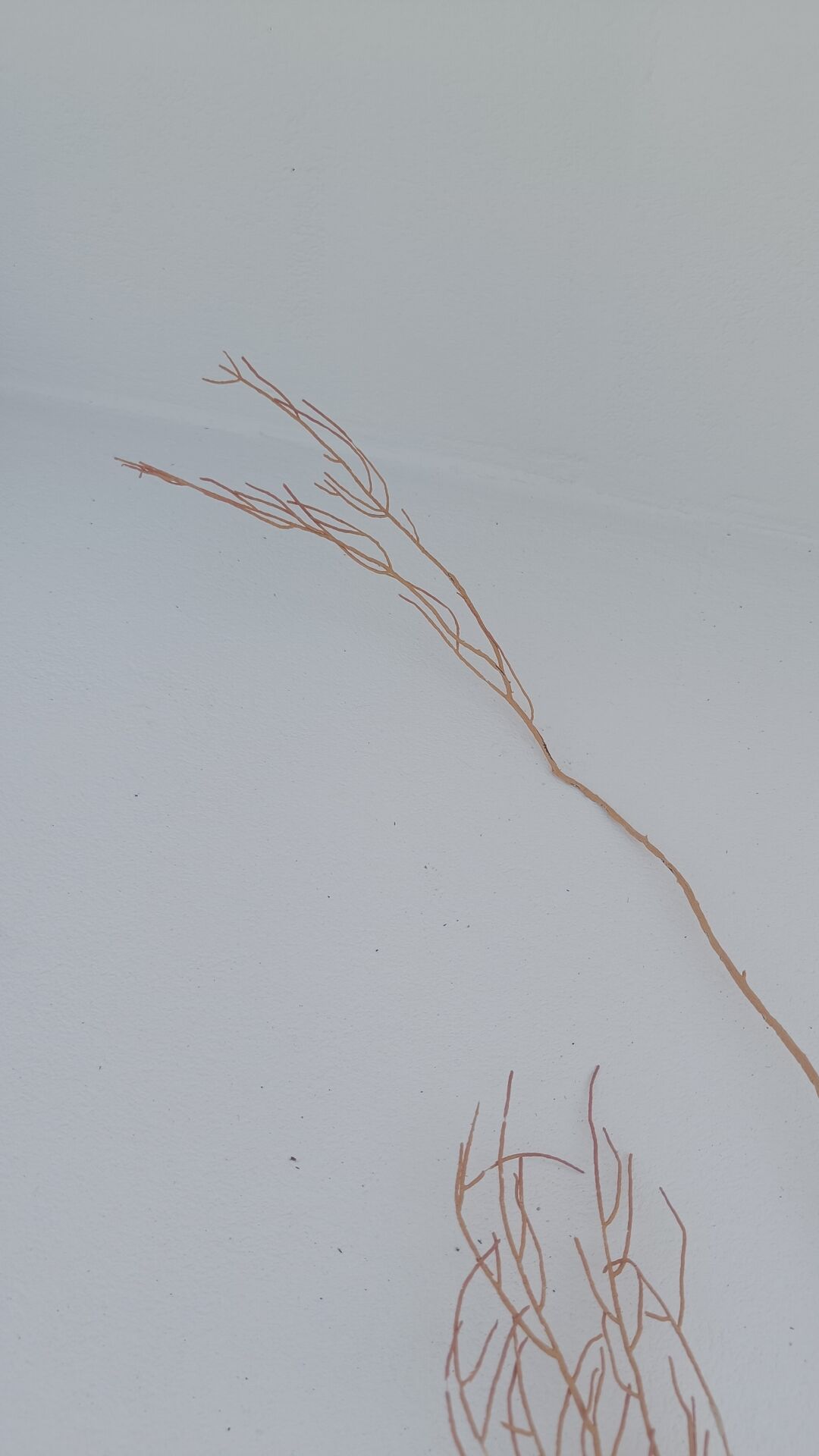 Gorgonian coral