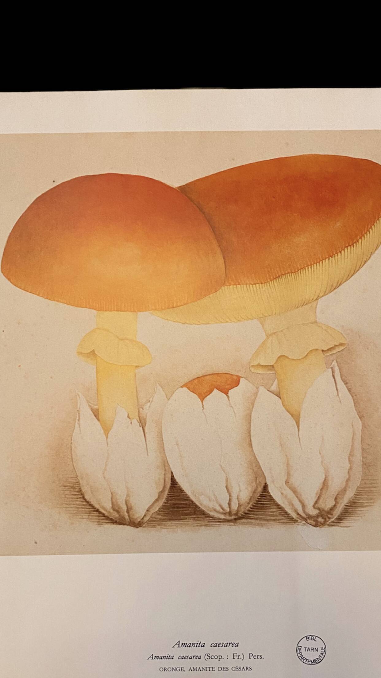 Illustration poster Pierre Joseph Redouté