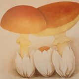 Illustration poster Pierre Joseph Redouté