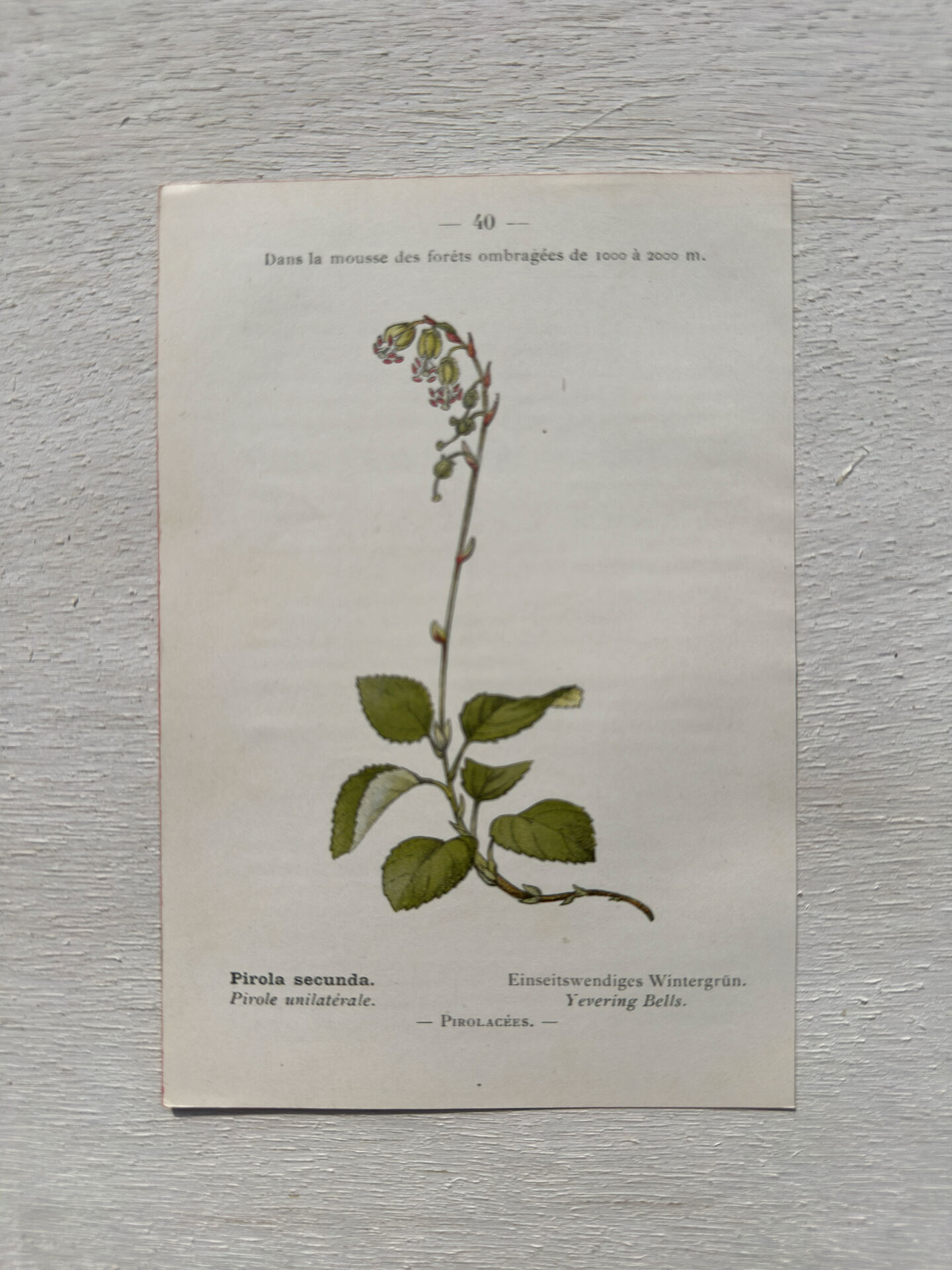 Botanical Plate 1800 Old naturalist engraving 19th century double-sided