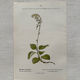 Botanical Plate 1800 Old naturalist engraving 19th century double-sided