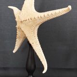 Cabinet of Curiosities starfish poraster superbus on base