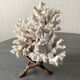 Corail blanc grand modèle 1960 sur bois sculpté