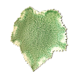 Cabbage leaf dish