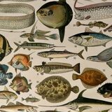 Lithograph on fish (cernier) - 1900