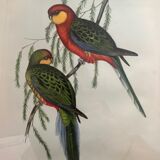 Early lithograph gould & richter