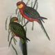 Early lithograph gould & richter