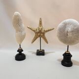 Beautiful old natural starfish on marble base shell curio cabinet
