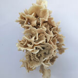 Ancient coral