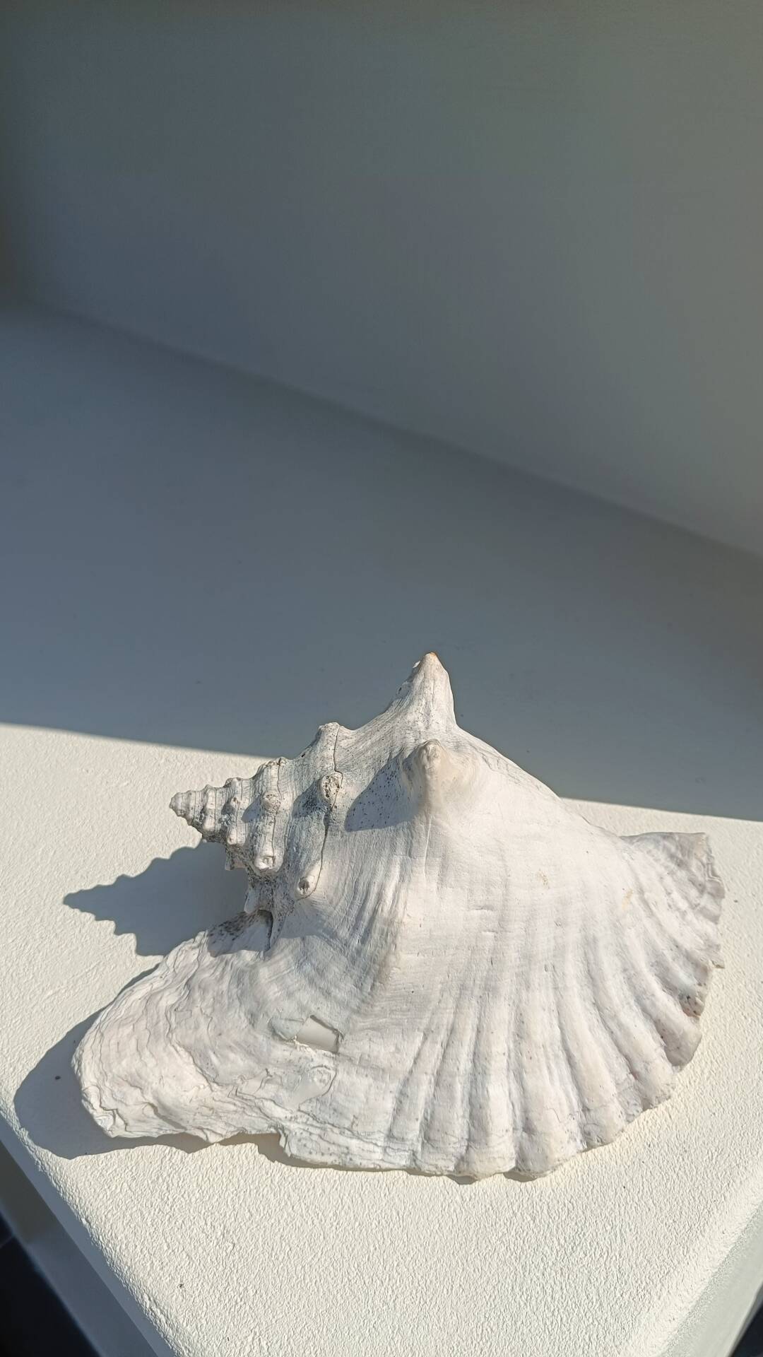 Conque marine blanche légèrement rosée