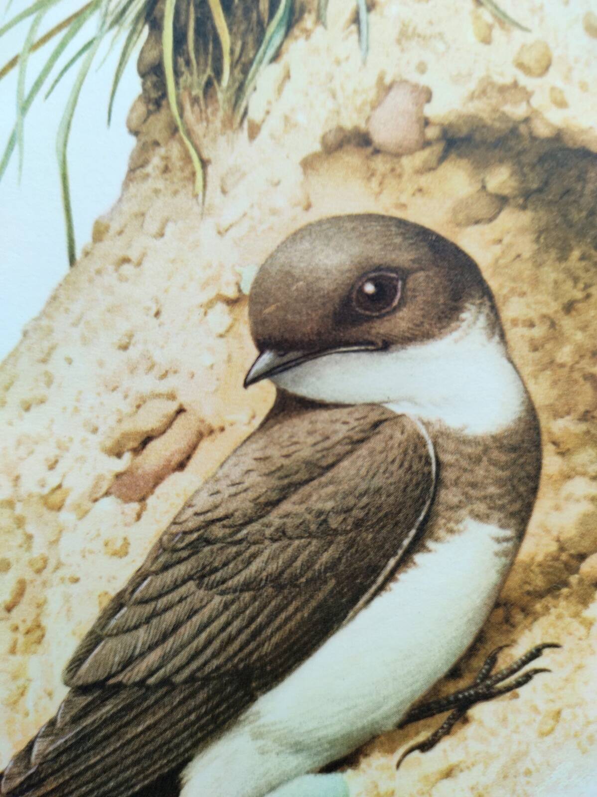 Old bird plate from the 1960s - Shore Swallow - Illustration