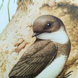 Old bird plate from the 1960s - Shore Swallow - Illustration