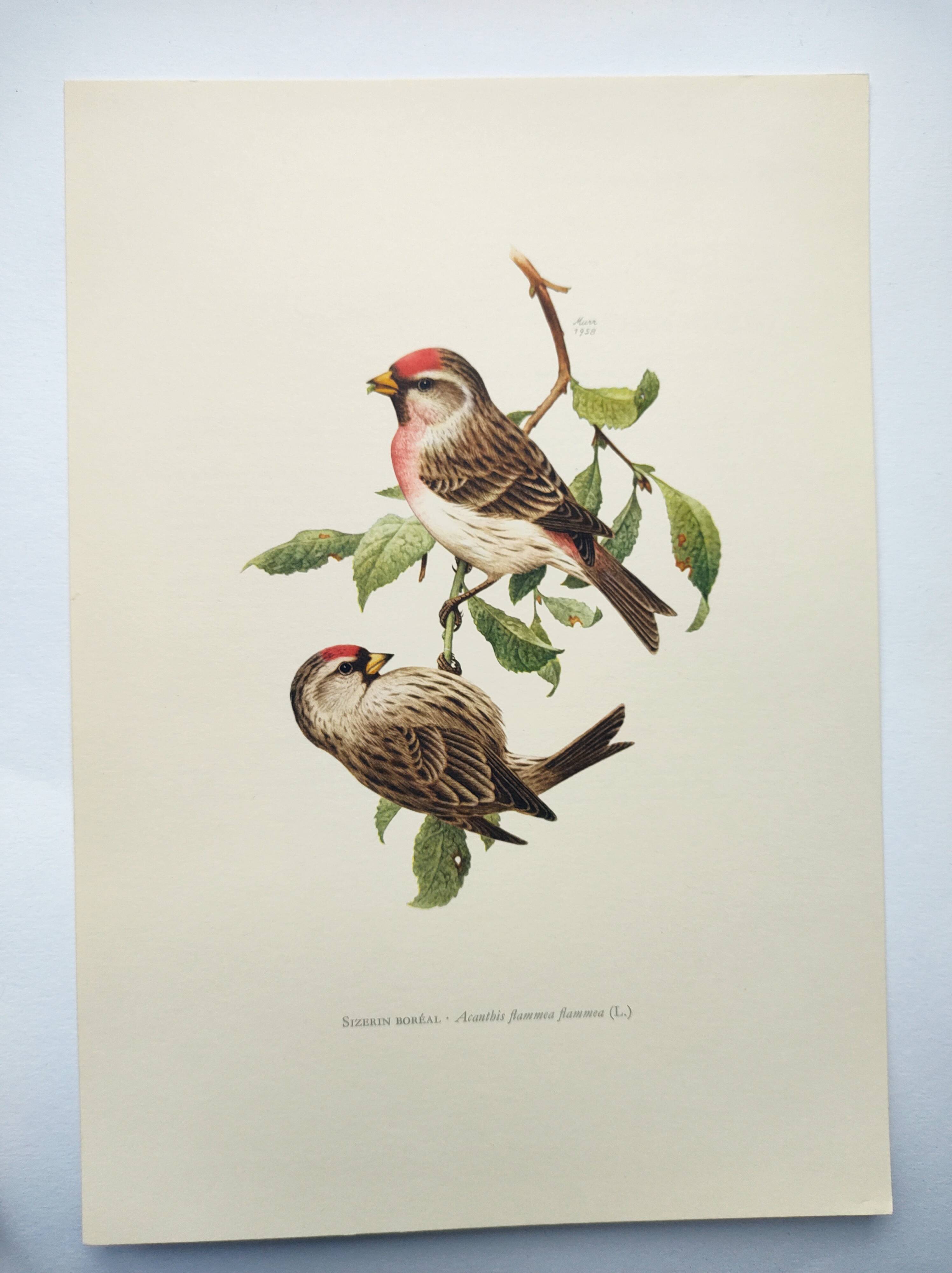 Old vintage bird board from the 60s Sizerin Boréal Ornithological illustration