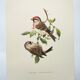 Old vintage bird board from the 60s Sizerin Boréal Ornithological illustration