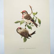 Planche oiseaux ancienne vintage des années 60 Sizerin Boréal Illustration ornithologique