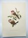 Old vintage bird board from the 60s Sizerin Boréal Ornithological illustration