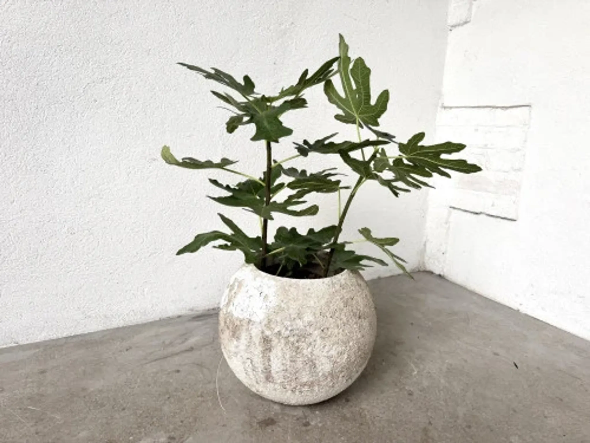 Spherical fibreglass planter, DLG Willy Guhl, 1960s