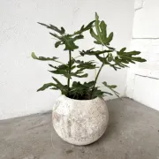 Spherical fibreglass planter, DLG Willy Guhl, 1960s