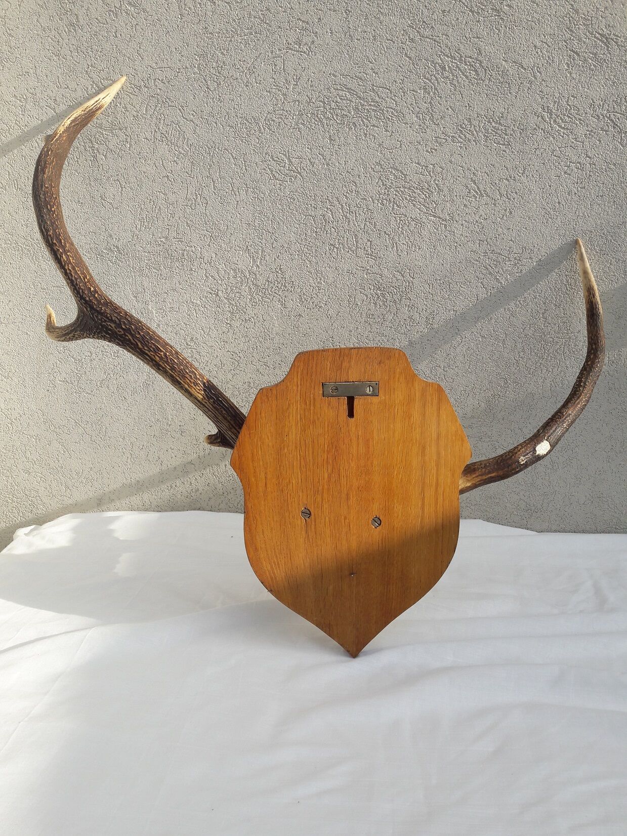 Deer antler Trophy